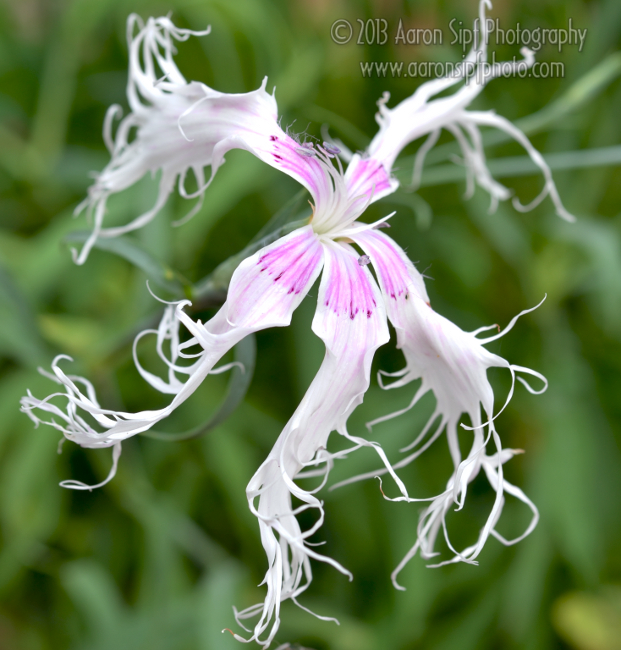 Dianthus superbus Spooky